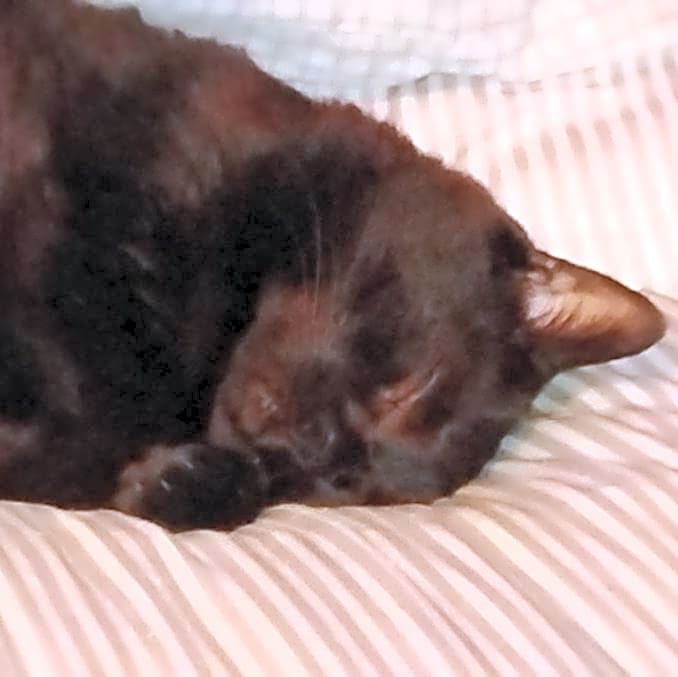 Photo of Peanut