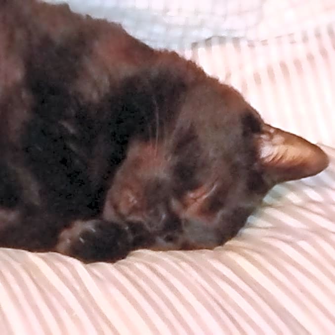 Photo of Peanut