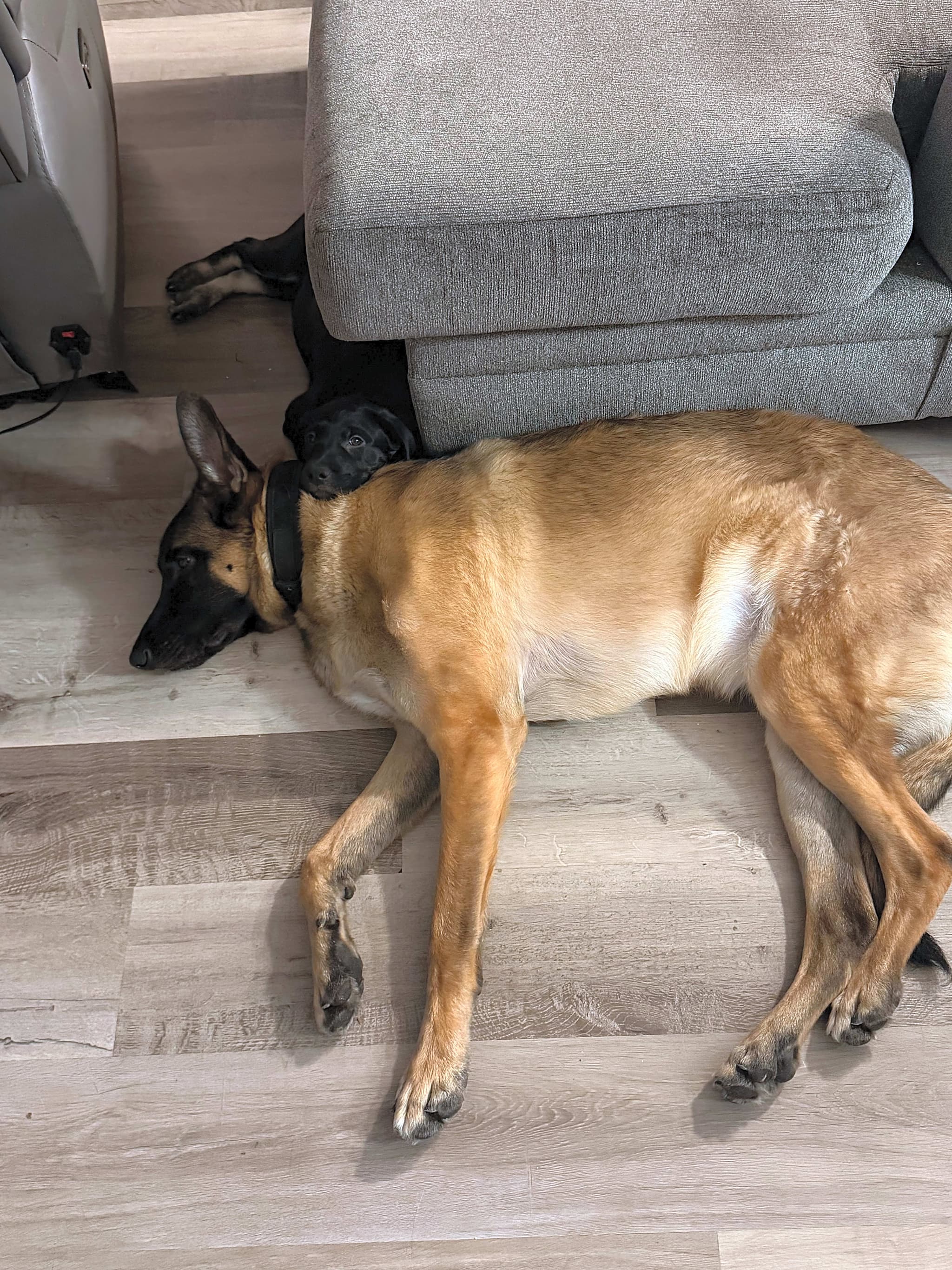 Photo of Loki