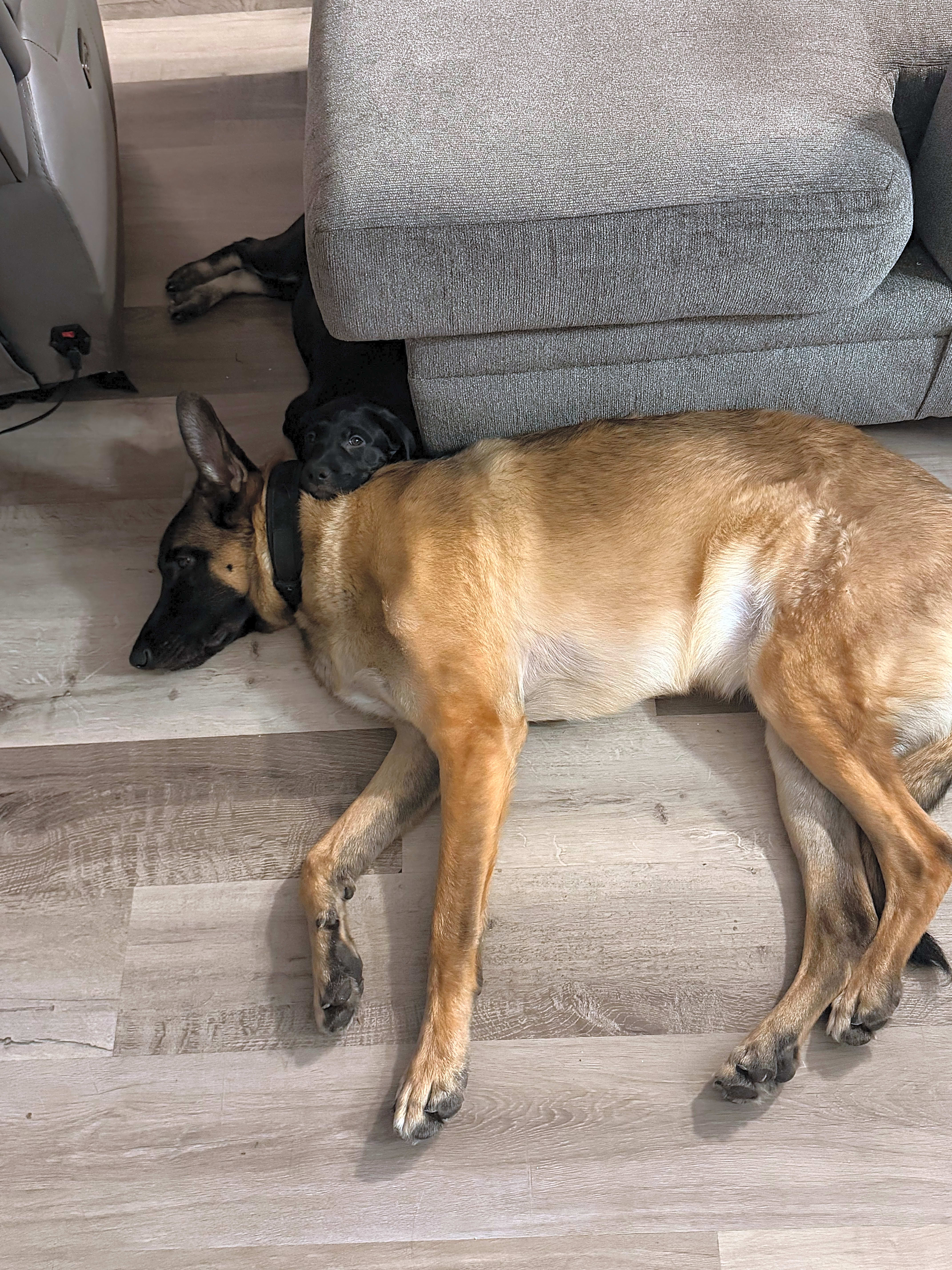 Photo of Loki