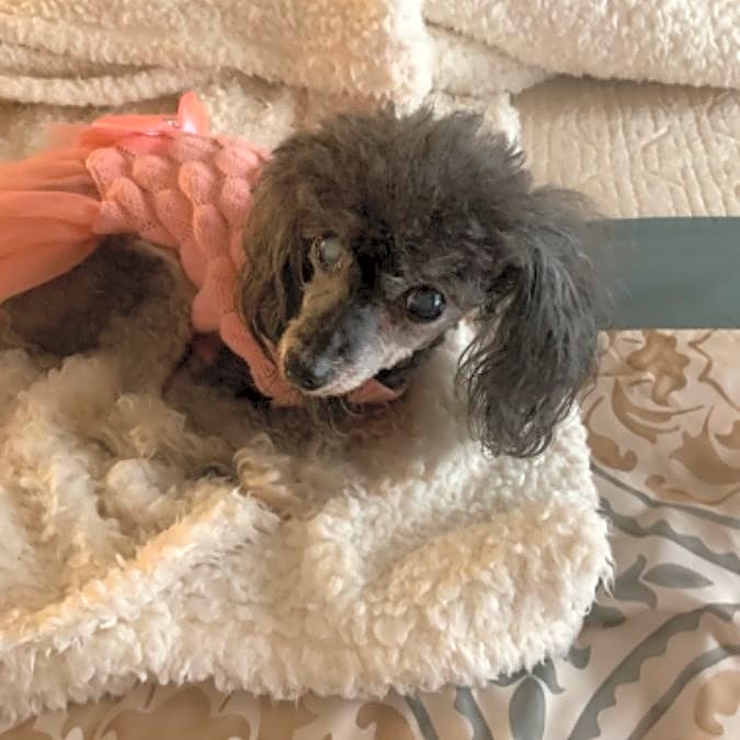 Photo of Precious
