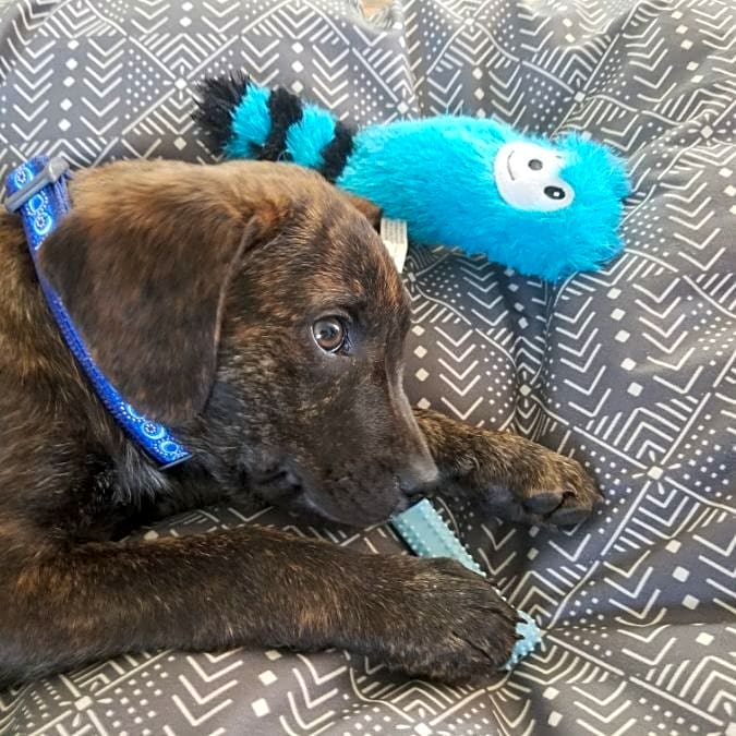Photo of Loki
