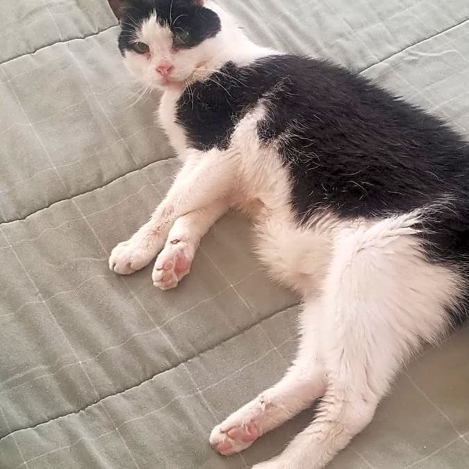 Photo of Othello