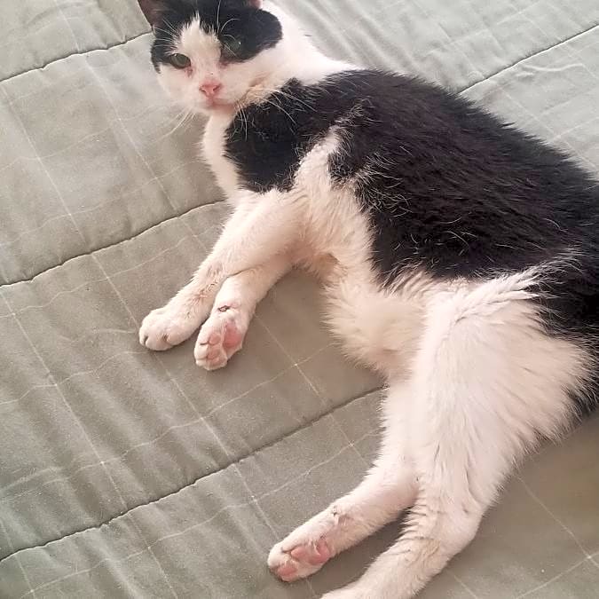 Photo of Othello