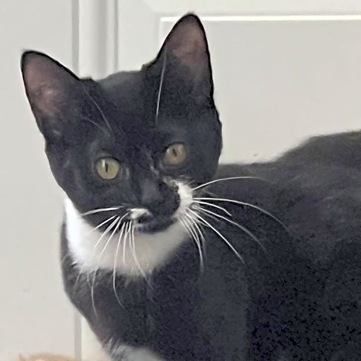 Photo of Pipsqueak