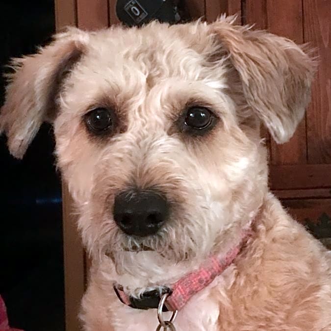 Photo of Willow