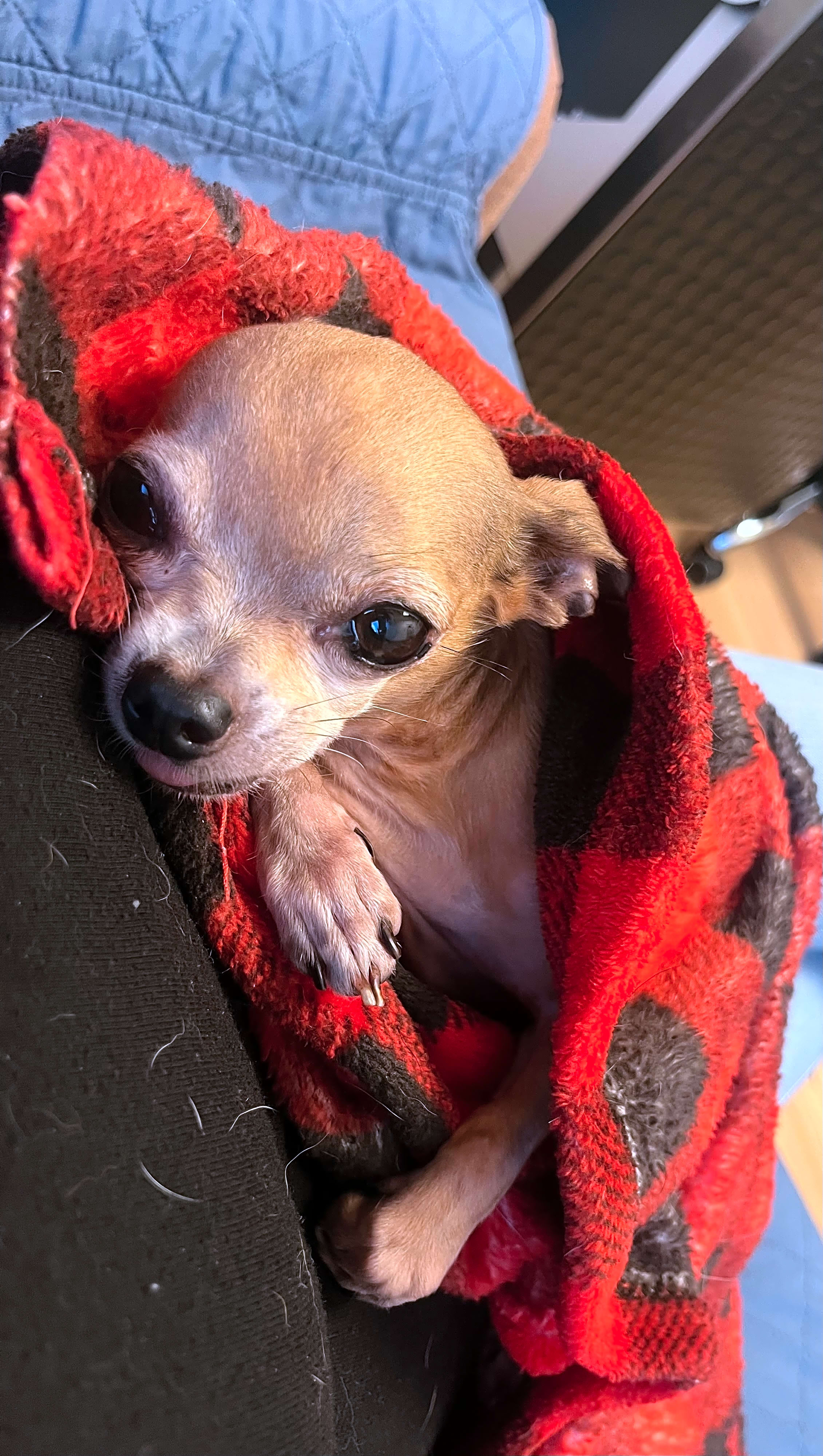 Photo of Rosie