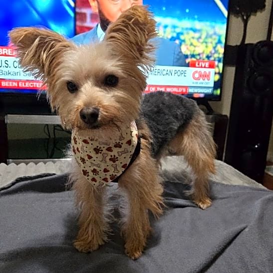 Photo of Champ