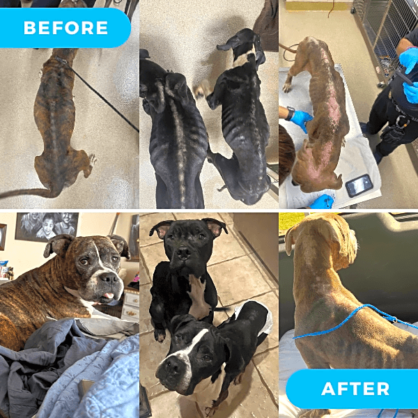 Photo of Four Dumped Dog
