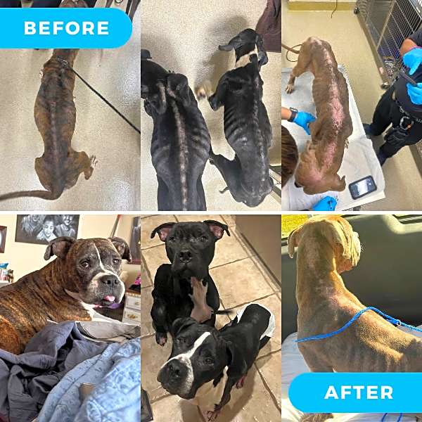 Photo of Four Dumped Dog