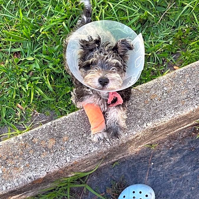 Photo of Astro