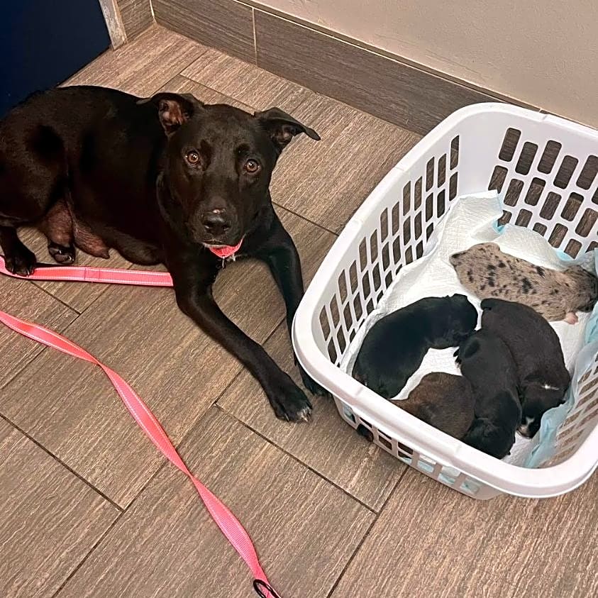 Photo of Poppy and Her Puppies