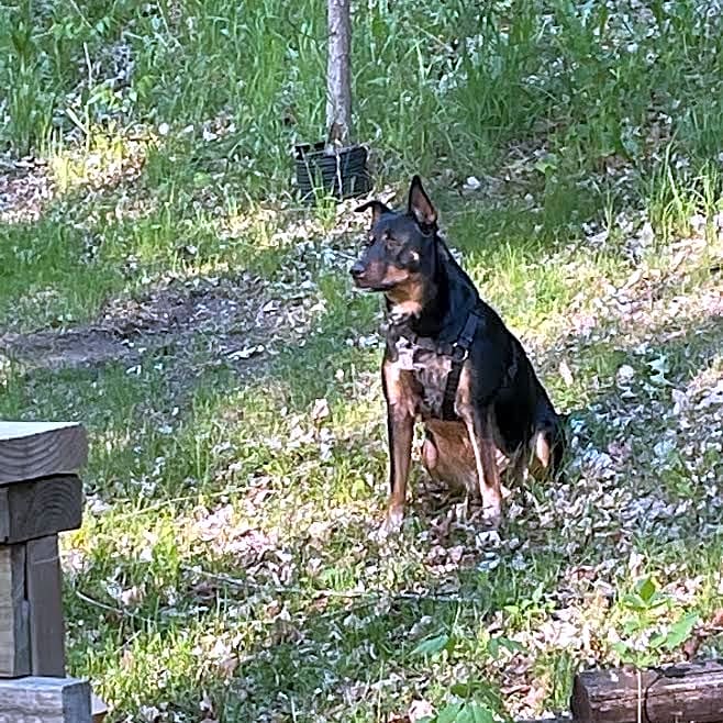 Photo of Onyx