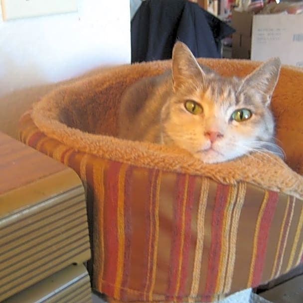 Photo of Puffi