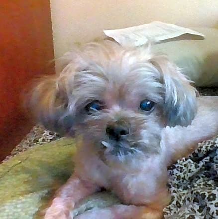 Photo of GeeGee