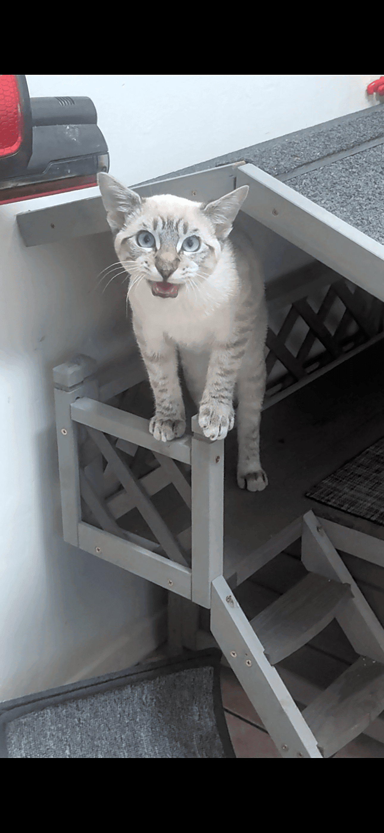 Photo of Milo