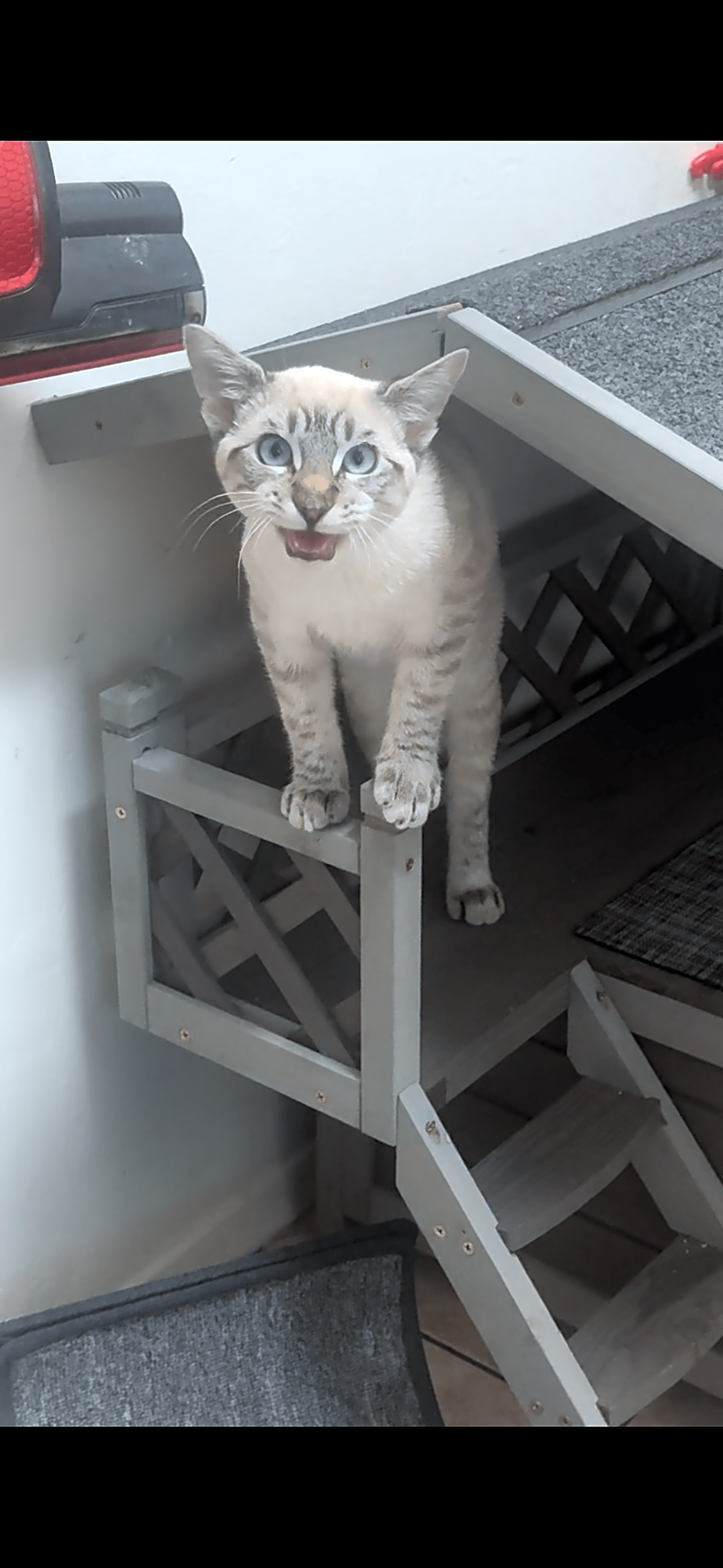 Photo of Milo