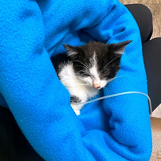 Photo of Puma