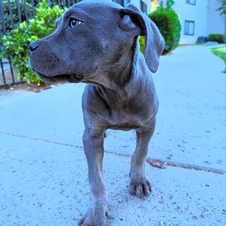 Photo of Blue