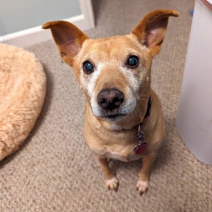 Photo of Punky