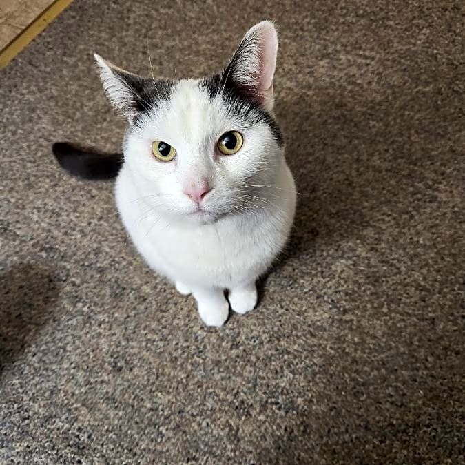 Photo of Cookie