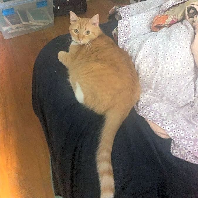 Photo of Tangelo
