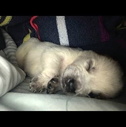 Photo of Tiki