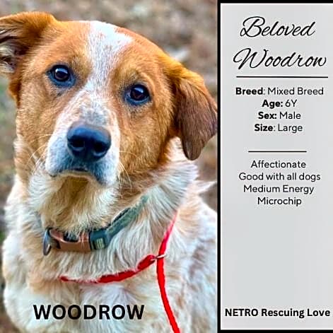 Photo of Woodrow