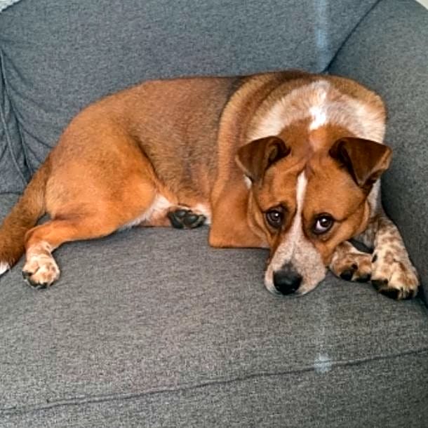 Photo of Bronson