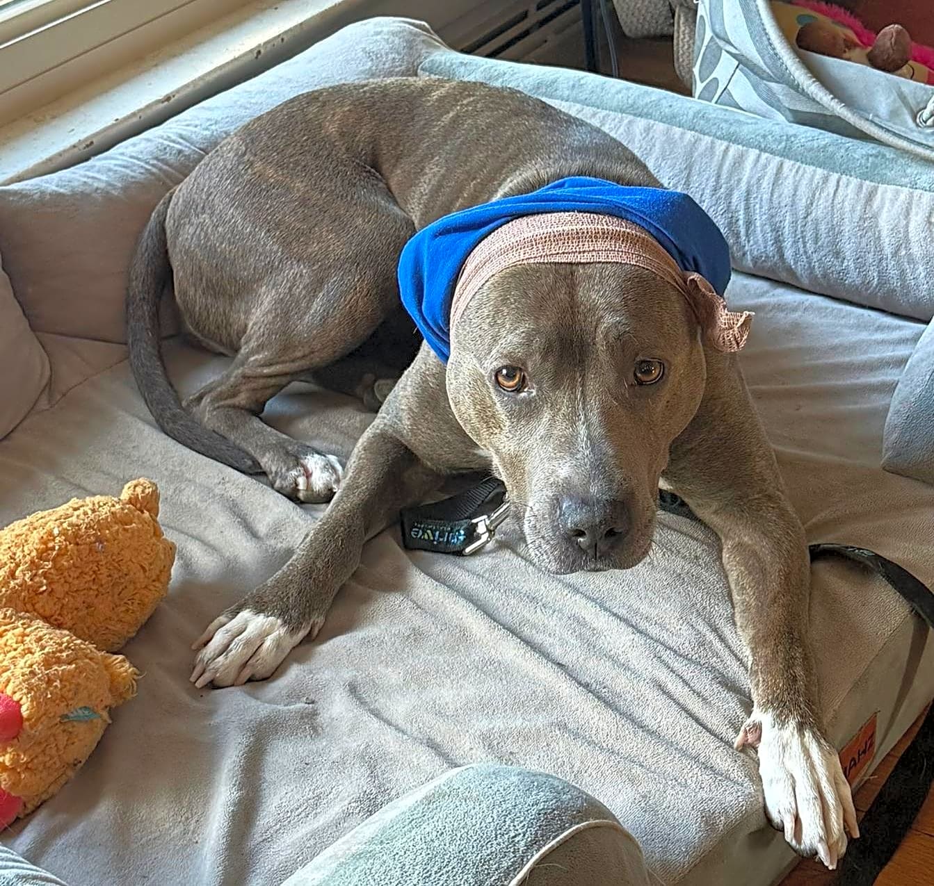 Photo of Sweetie