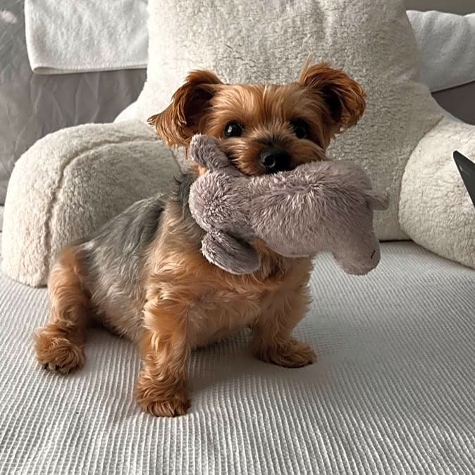 Photo of Bella