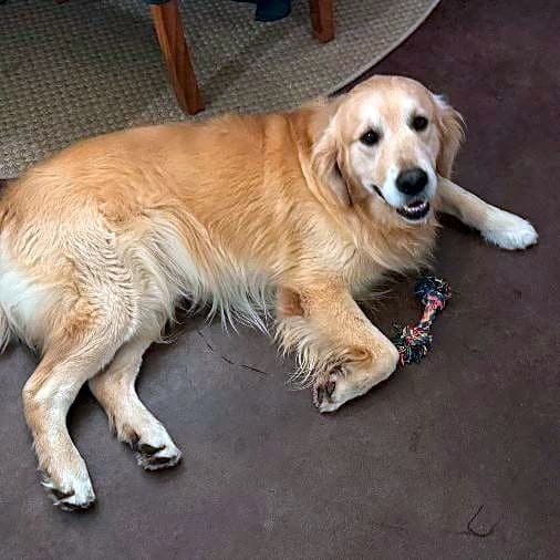 Photo of Toby