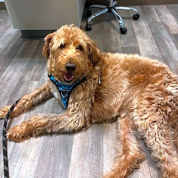 Photo of Tucker