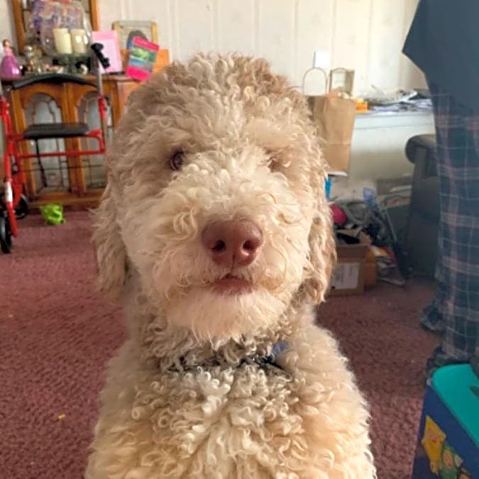 Photo of Sparky