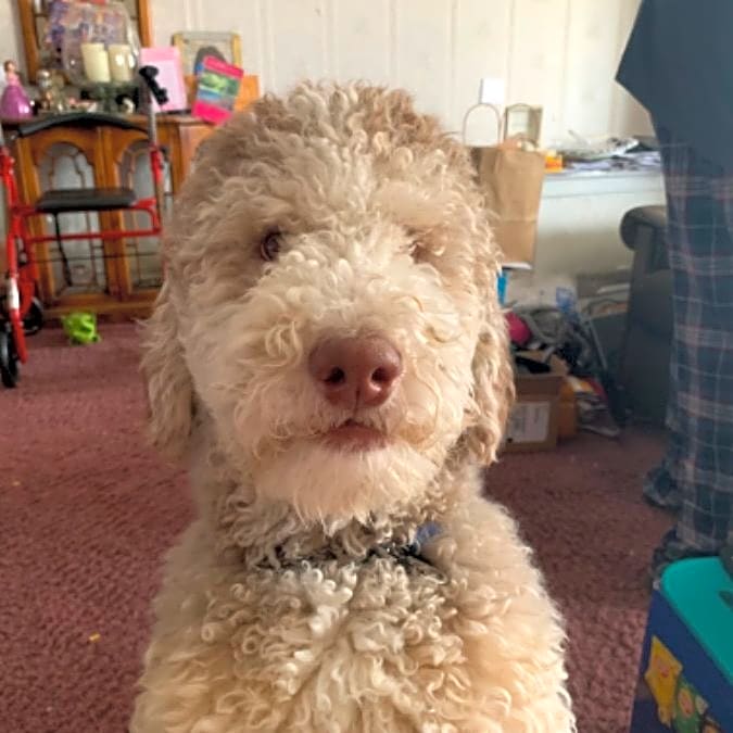 Photo of Sparky