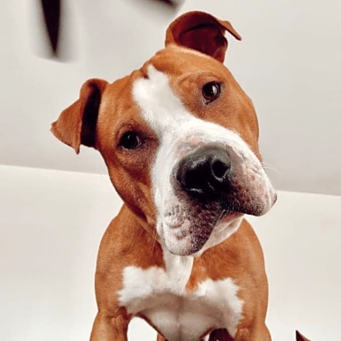 Photo of Beaux