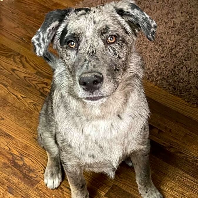 Photo of Luna
