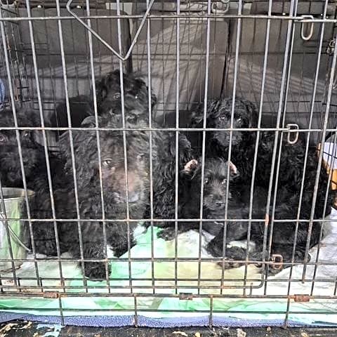 Photo of Parvo Puppies
