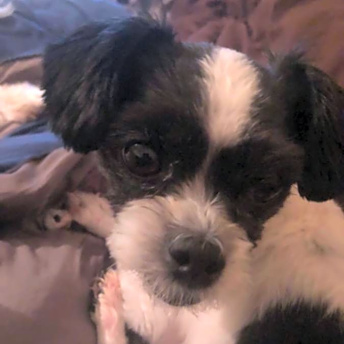 Photo of Sparky