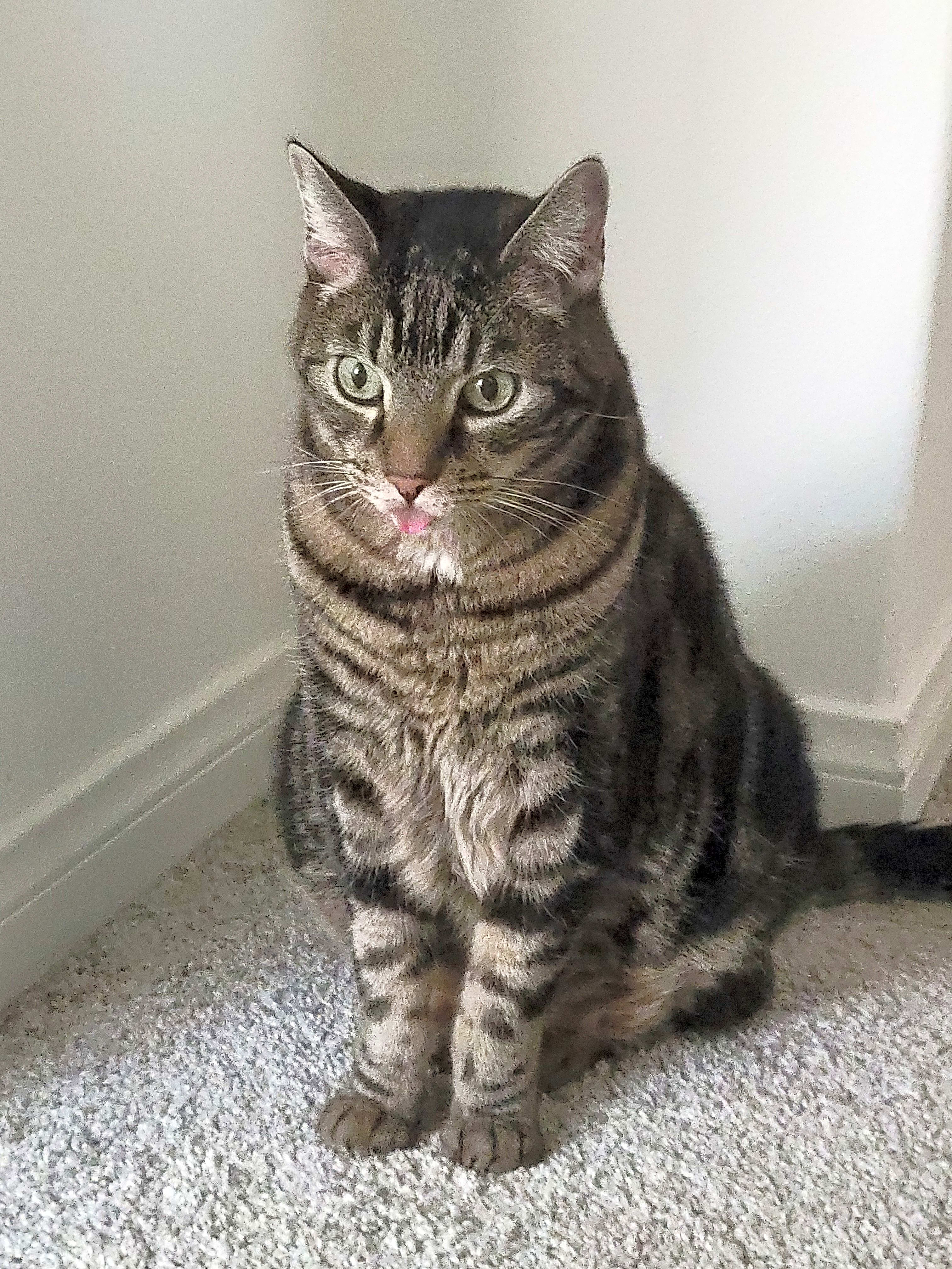 Photo of Camo