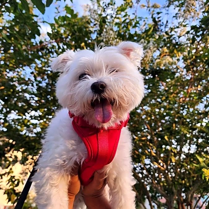 Photo of Ryku