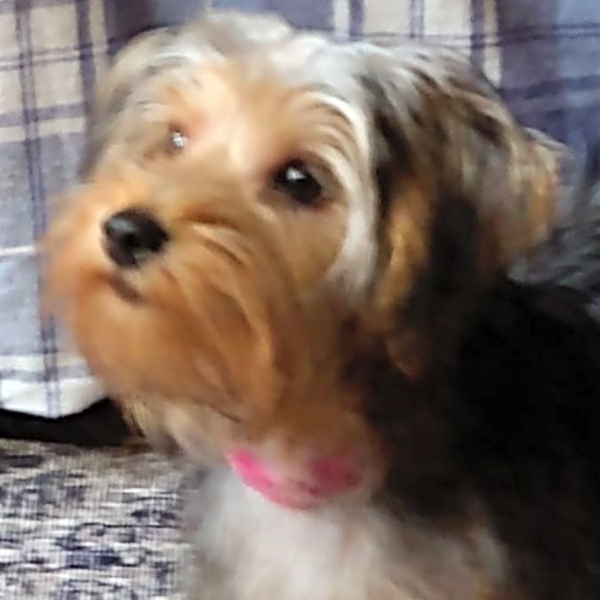Photo of Jasmine