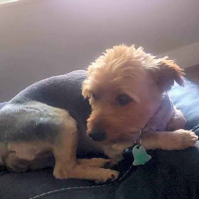 Photo of Lulu
