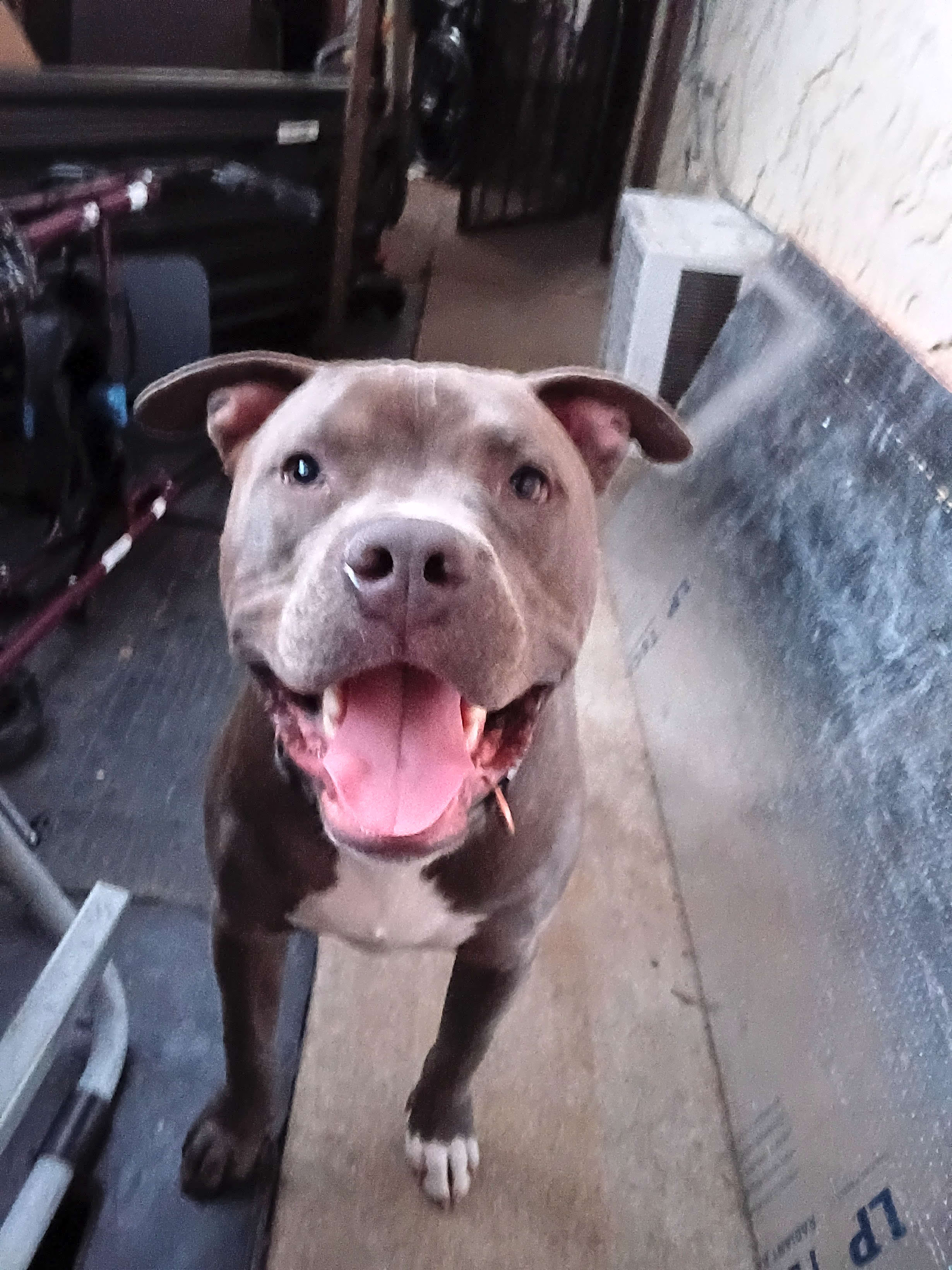 Photo of Puppy