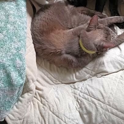 Photo of Shadow