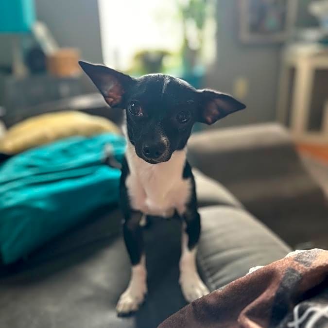 Photo of Ziggy