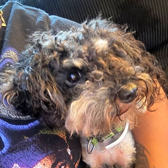 Photo of Blinky