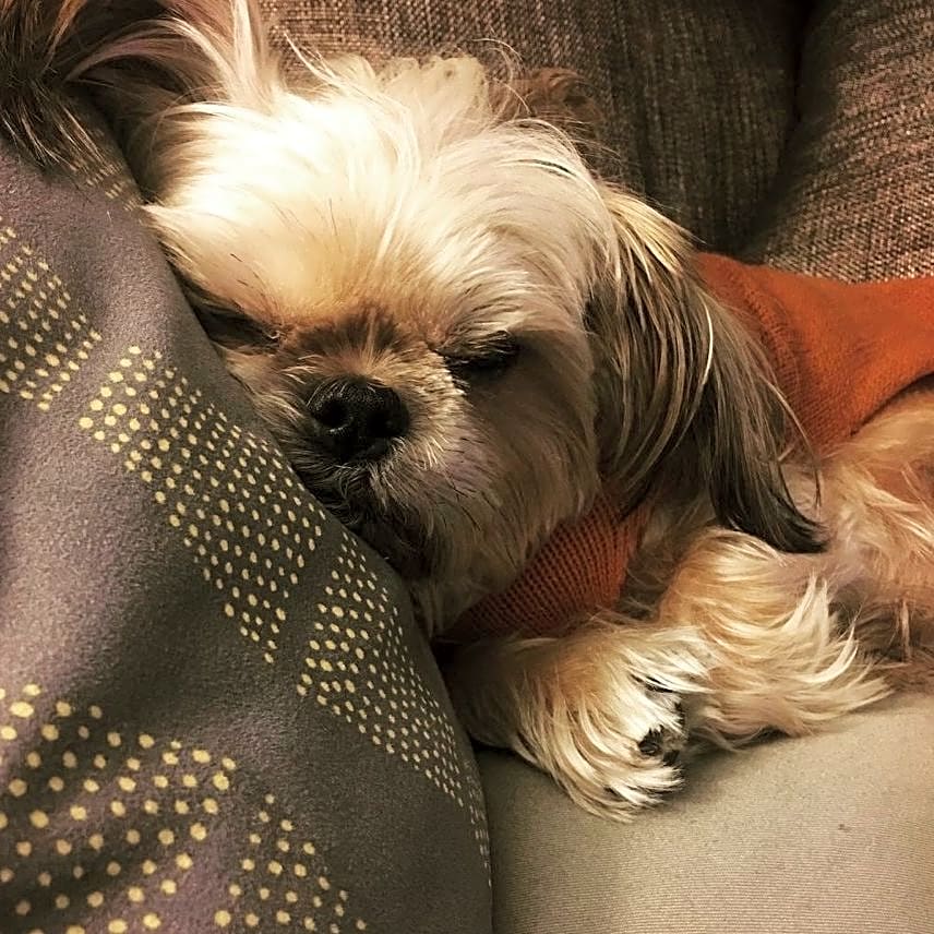 Photo of Frankie