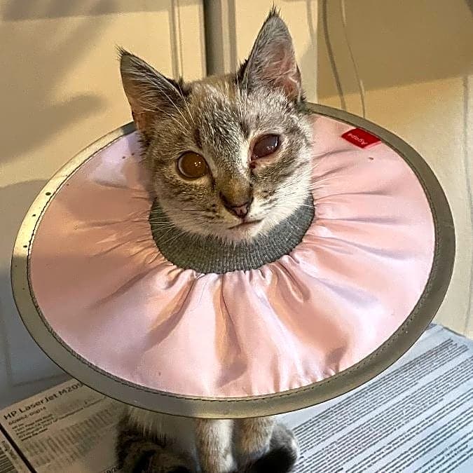 Photo of Poppy