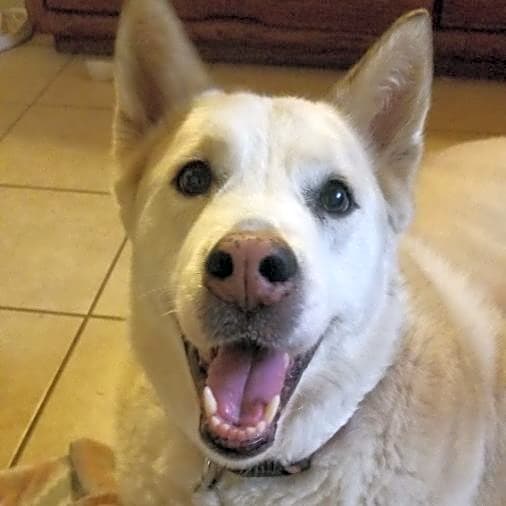 Photo of Bailey